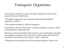 Transgenic organisms are created by gene insertion, gene deletion, or gene replication. Transgenic Organisms A Transgenic Organism Is One Into Which A Gene From Some Other Species Has Been Transferred Transgenic Organisms Are Examples Of Ppt Download