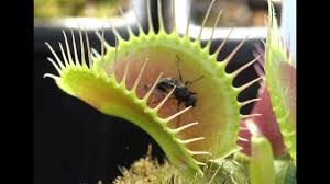 The venus flytrap is a carnivorous plant native to the wetlands of the carolinas. What To Feed A Venus Flytrap How To Feed A Venus Fly Trap