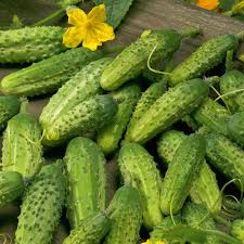 50 Seeds Cucumber Gherkin VERT PETIT De Paris French Cornichon Organic  Cornichon Samen Graines Semi Semillas Zaden Zaad Sementes Siemenet - Etsy  Sweden