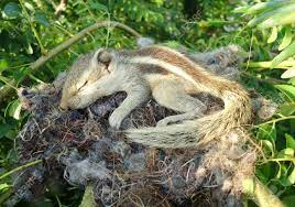 Baby Squirrel Is Sleeping In Nest Stock Photo Picture And Royalty Free Image Image 8019435
