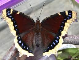 Yards, and thus moves often to protect his kingdom. Mourning Cloak Nps Wolf Trap National Park For The Performing Arts Butterflies And Moths Inaturalist