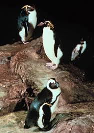 The largest tank on the east coast features more than 100 animals, including cownose rays, atlantic. March Of The God Fearing Penguins