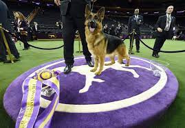 Facebook is showing information to help you better understand the purpose of a page. 2017 Westminster Kennel Club Dog Show Capital Gazette