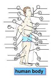 Sometimes chest pain is caused by inflammation around the ribs. Human Body Body Parts Parts Of The Body 1 Face 5 Shoulder 9 Forearm 13 Waist