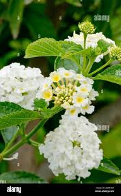 Image result for Lantana nivea