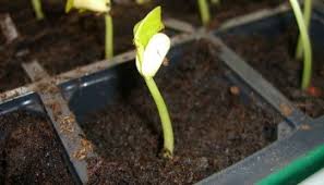 This simple but effective device works by the principle of wicking, as explained below. Make Your Own Seed Capillary Mat Self Watering Trays Gardening Channel