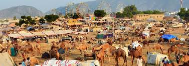 Image result for PUSHKAR