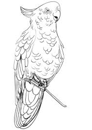 Rose Breasted Cockatoo Coloring Page Bird Drawings Coloring Pages Cute Birds