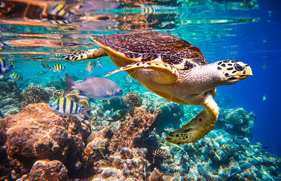 Coral reef snorkeling Andaman Islands