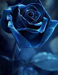 Black And Blue Roses Images Pin By Daljeet Kaur Jabbal On Etc Blue Roses Wallpaper Blue Rose Tattoos Blue Roses