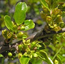 Image result for Smithia erubescens