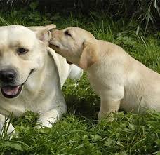 Labrador Retriever Photos No Wonder It S The Most Popular Breed