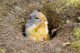 Check out our out west homestead facebook page. How To Get Rid Of Gophers Wildliferemoval Com