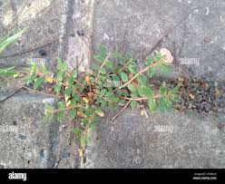 Image result for Euphorbia ophthalmica