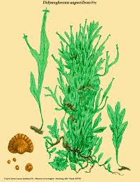 Image result for Didymoglossum