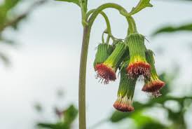 Image result for Crassocephalum