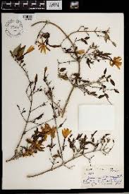 Image result for Jasminum schimperi