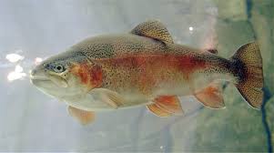 Eagle lake trout, oncorhynchus mykiss aquilarum, is a subspecies of rainbow trout endemic to eagle lake, in lassen county, california. Oncorhynchus Mykiss Wikiwand
