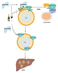 Journal of Cell Biology (@JCellBiol)
