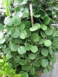 Most rooted cuttings are propagated in the greenhouse from healthy, happy personal plants. Image Result For Hoya Silver Dollar Hoya Wayetii Hoya Plants Hanging Plants House Plants