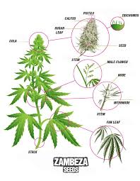 Sativa leaves can come from either female plants — from which we harvest the smokable weed we all know and love — or from the male plants known as hemp. Cannabis Fan Leaves 5 Great Ways To Use Them