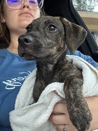 Adoptable cats at Slidell animal shelter