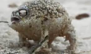 Listeners respond to the calls by return calling, by approach, and by going silent. The Frog That Looks And Sounds Like A Squeaky Toy Better Not Let Your Dog See This Daily Mail Online