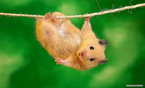 You is a cute menu with screensavers to choose from. Free Download Cute Animal Screensavers Hd Wallpapers 1368x837 For Your Desktop Mobile Tablet Explore 63 Cute Free Wallpaper Free Cute Wallpapers For Desktop Cute Hd Wallpapers For Desktop Cute