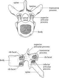 The thoracic vertebrae have four features which distinguish them from other vertebrae: Thoracic Vertebrae An Overview Sciencedirect Topics