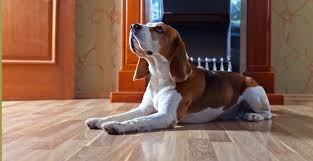 Congratulations on your new home! Can Dogs Easily Scratch A Laminate Floor The Carpet Guys