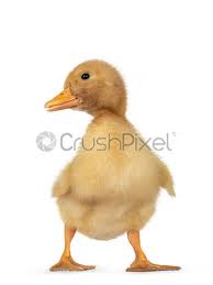 Check spelling or type a new query. Baby Peking Duck On White Background Stock Photo Crushpixel