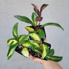 Remove any leaf that is close to the cut end. Hoya Krimson Princess 5l 0521 Peace Love Happiness Club
