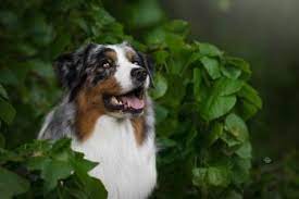 We did not find results for: Welpenwachstumstabelle Nord Australischer Schaferhund Mannlich