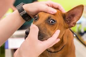 How to tell if your dog has vision problems. Dog Eye Problems Oakland Veterinary Referral Services