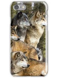 Wolves Iphone Case By Lands In 2020 Animals Wild Dogs Your Spirit Animal