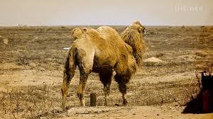 Choose from a wide range of similar scenes. What S Inside A Camel Hump Video Pulse Live Kenya