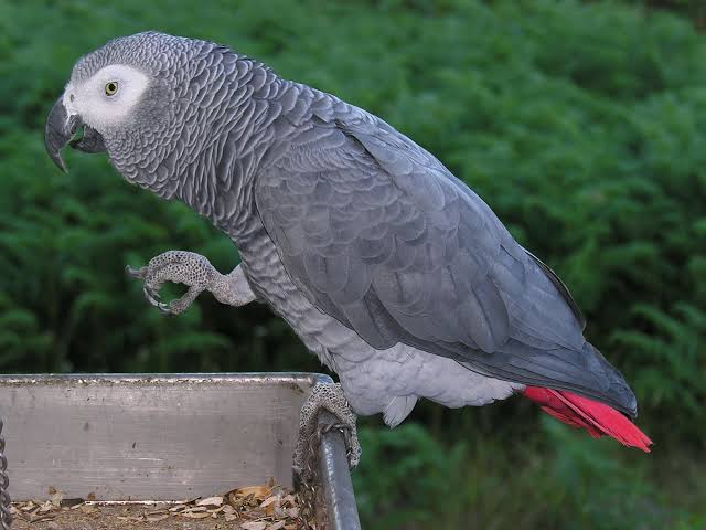 Mga resulta ng larawan para sa African Grey parrot"