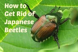 We'll show you how to get rid of japanese beetles with five simple strategies. How To Get Rid Of Japanese Beetles In Your Yard