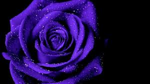 Explore our vast collection of beautiful purple rose wallpapers. Purple Rose Hd Wallpapers Wallpaper Cave