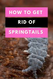 Springtails are attracted to light and may be found in. How To Get Rid Of Springtails 1 Best Guide Plantophiles