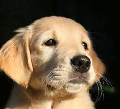 Suchen sie nach suche zuhause, rassehunde oder inserieren sie einfach und kostenlos ihre anzeigen. Hund Vom Zuchter Ja Oder Nein Couchdogs
