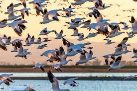 Read all news including political news, current affairs and news headlines online on bird flu today. Tracking The Spread Of Bird Flu Mit News Massachusetts Institute Of Technology