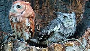 The Eastern Screech Owl S Rufous And Gray Color Morphs 3 3 3 Photo Credit Carolina Research Center Easternscr Screech Owl Eastern Screech Owl Owl Habitat