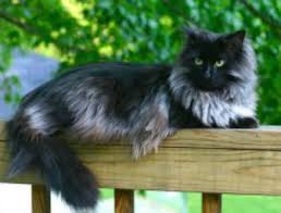 cat breeds cat coat types and patterns