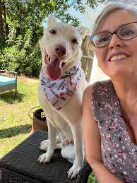 Adopt a loyal and gentle large dog from Houston shelter