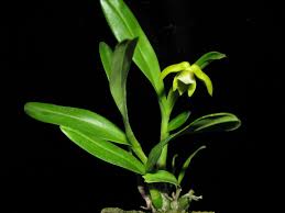 Image result for Polystachya campyloglossa