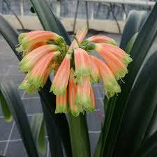 Image result for Clutia robusta