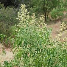 Image result for Sapindus saponaria
