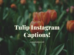 Red roses, red tulips, pink stargazer lilies, purple alstroemeria, pink miniature carnations, and lavender hyacinth are arranged with for a love that's truly one of a kind. Amazing 37 Tulip Captions For Instagram That Are Perfect Fit For Pictures