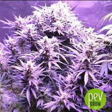 It was created by gg strains and went on to win two cannabis cups, starting in 2014 and one high times jamaican cup. Glue Gelato Auto Barney S Farm Infinite Pleasure